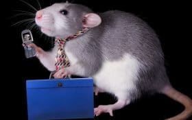 بی خطر بودن تشعشع گوشی های هوشمند برای سلامتی انسان ها